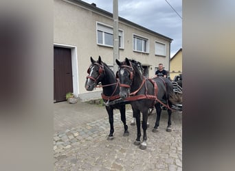 Silesian, Gelding, 5 years, 16,1 hh, Gray