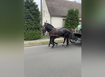 Silesian, Gelding, 5 years, 16,1 hh, Gray