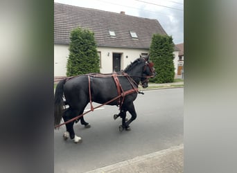 Silesian, Gelding, 5 years, 16,1 hh, Gray