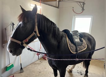 Schlesier, Wallach, 5 Jahre, 17 hh