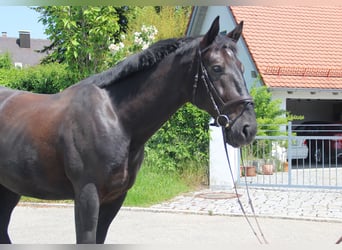 Schlesier, Wallach, 6 Jahre, 16 hh, Rappe