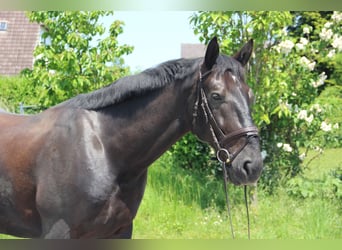 Silesian, Gelding, 6 years, 16 hh, Black