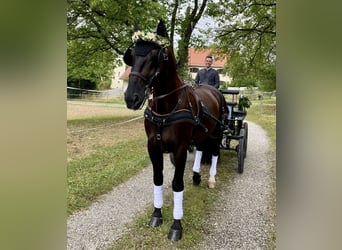 Silesian, Gelding, 6 years, 16 hh, Black