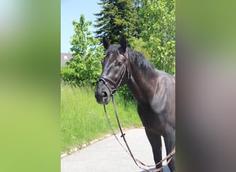 Silesian, Gelding, 6 years, 16 hh, Black