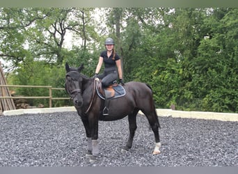 Silesian, Gelding, 6 years, 16 hh, Black