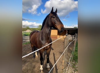 Silesian, Gelding, 7 years, 16,1 hh, Brown
