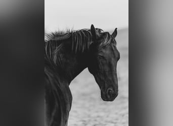 Silesian, Gelding, 8 years, 15,3 hh, Black