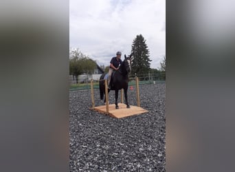 Silesian, Gelding, 8 years, 16,1 hh, Black