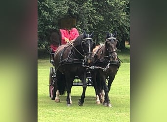 Silesian, Gelding, 8 years, 16.1 hh, Smoky-Black