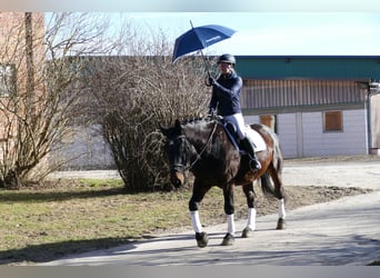 Silesian, Gelding, 8 years, 16 hh