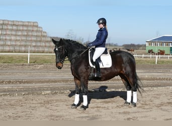 Silesian, Gelding, 8 years, 16 hh
