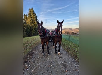 Silesian, Gelding, 9 years, 16.1 hh, Bay