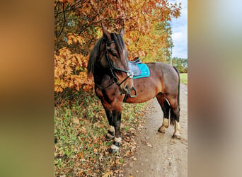 Silesian, Gelding, 9 years, 17.2 hh, Brown