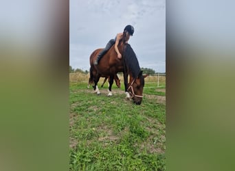 Silesian, Mare, 10 years, 16 hh, Bay-Dark