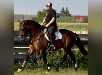 Silesian, Mare, 10 years, 16 hh, Brown