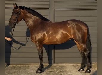 Silesian, Mare, 10 years, 16 hh, Brown