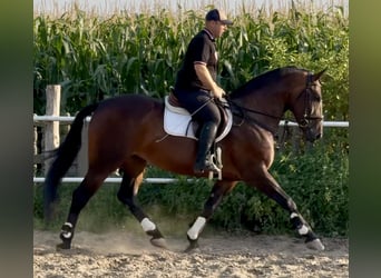 Silesian, Mare, 10 years, 16 hh, Brown