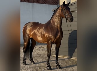 Silesian, Mare, 10 years, 16 hh, Brown
