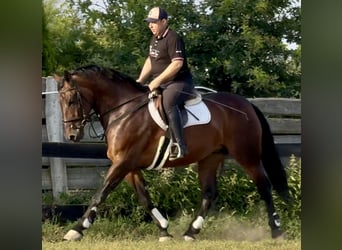 Silesian, Mare, 10 years, 16 hh, Brown