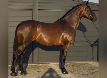 Silesian, Mare, 10 years, 16 hh, Brown