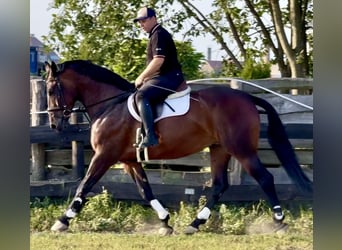 Silesian, Mare, 10 years, 16 hh, Brown