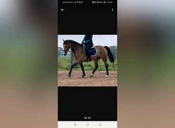 Silesian, Mare, 11 years, 16 hh, Buckskin