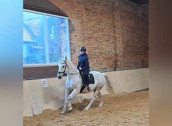 Silesian, Mare, 11 years, 16 hh, Gray