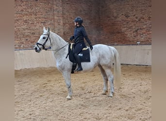 Silesian, Mare, 11 years, 16 hh, Gray