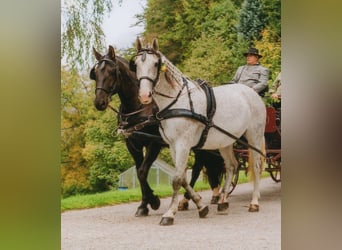 Silesian, Mare, 12 years, 16.1 hh, Grey-Fleabitten