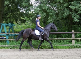 Silesian, Mare, 12 years, Black