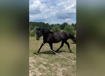 Silesian, Mare, 1 year, 15.2 hh, Black