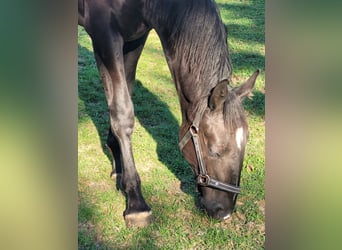 Schlesier, Stute, 1 Jahr, 15,2 hh, Rappe