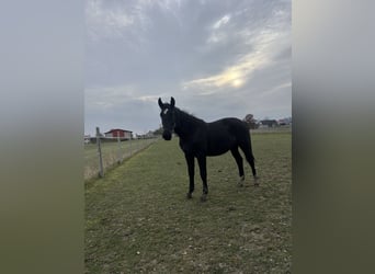 Silesian, Mare, 1 year, Black