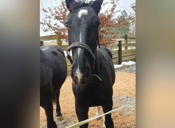 Silesian, Mare, 2 years, 15,3 hh