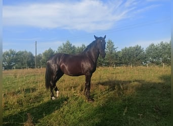 Schlesier, Stute, 2 Jahre, 16,1 hh, Rappe