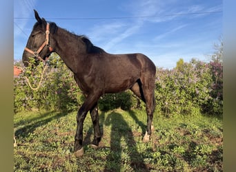 Silesian, Mare, 2 years