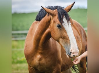 Silesian, Mare, 3 years, 15.2 hh, Bay