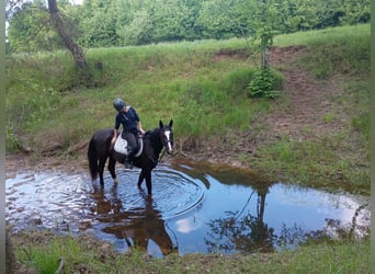 Silesian, Mare, 3 years, 15,2 hh, Black