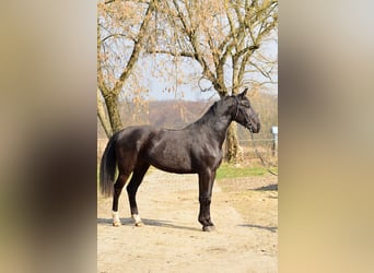 Silesian, Mare, 3 years, 16,1 hh, Black