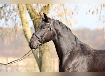 Silesian, Mare, 3 years, 16,1 hh, Black