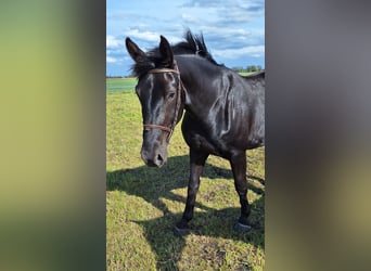 Silesian, Mare, 3 years, 16 hh, Black