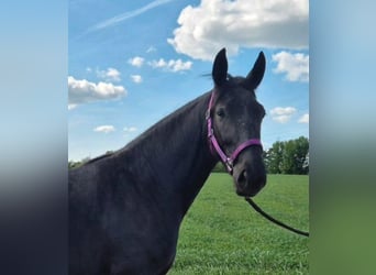 Silesian, Mare, 3 years, 16 hh, Black