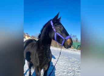 Silesian, Mare, 3 years, 16 hh, Black