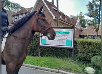 Silesian, Mare, 3 years, 16 hh, Brown