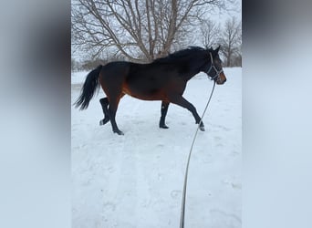 Silesian, Mare, 3 years, Bay-Dark