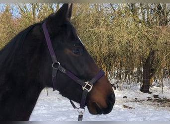 Silesian Mix, Mare, 4 years, 15.1 hh, Brown