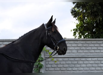 Schlesier, Stute, 4 Jahre, 15,2 hh, Rappe