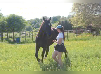 Silesian, Mare, 4 years, 15,3 hh, Black