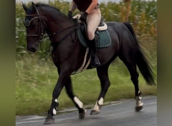 Silesian, Mare, 4 years, 15,3 hh, Black