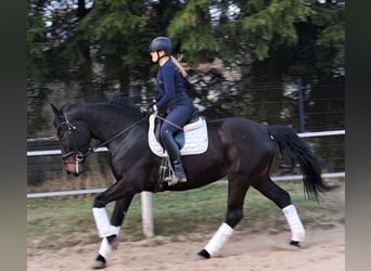 Silesian, Mare, 4 years, 16.1 hh, Bay-Dark